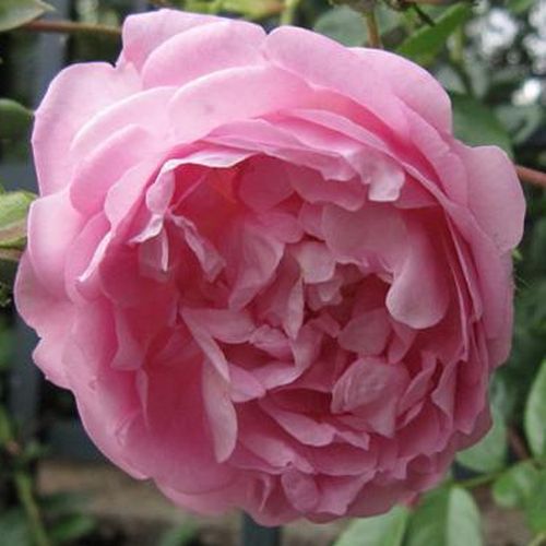 Vendita, rose rose climber - rosa - Rosa Jasmina ® - rosa dal profumo discreto - Tim Hermann Kordes - ,-